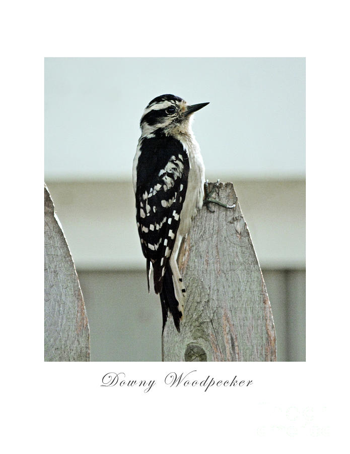 Downy Woodpecker Photograph by Dianne Morgado