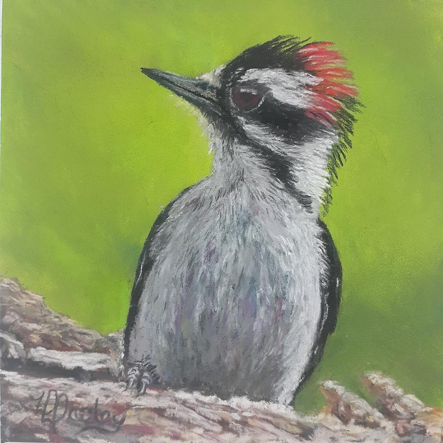 Downy Woodpecker Pastel by Dorothy Dooley | Fine Art America