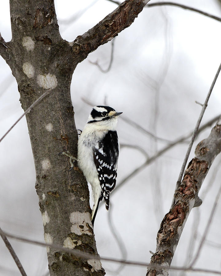 Nature Photograph - Downy Woodpecker- Eastern female  by David Porteus