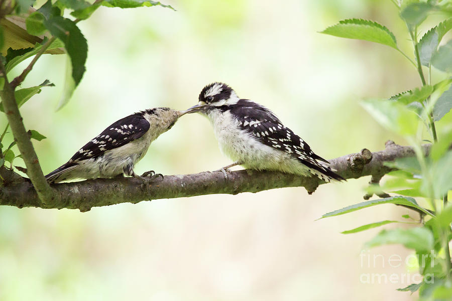 Downy Woodpecker feeding offspring Photograph by Jeannette Hunt
