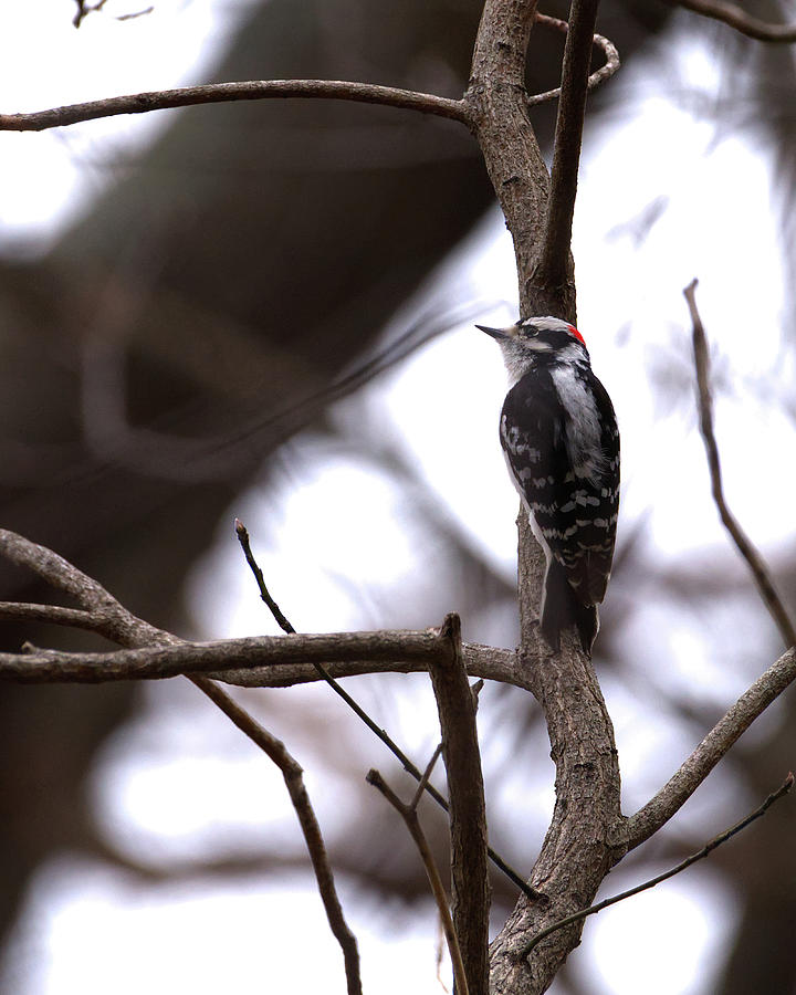 Downy Woodpecker Photograph by Flinn Hackett