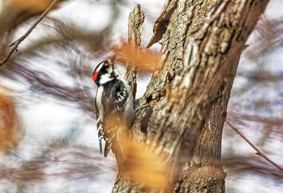 Woodpecker Photograph - Downy Woodpecker by Francis Sullivan
