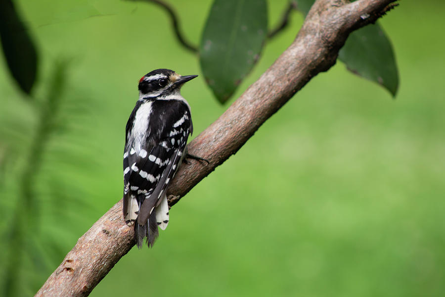 Downy Woodpecker Photograph by Geoff Jewett