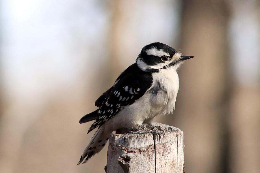 Downy Woodpecker Photograph by Gerry Bates