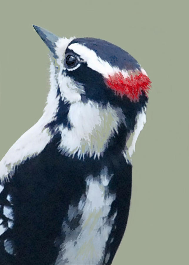 Downy Woodpecker in 4 Colors Painting by Judy Cuddehe
