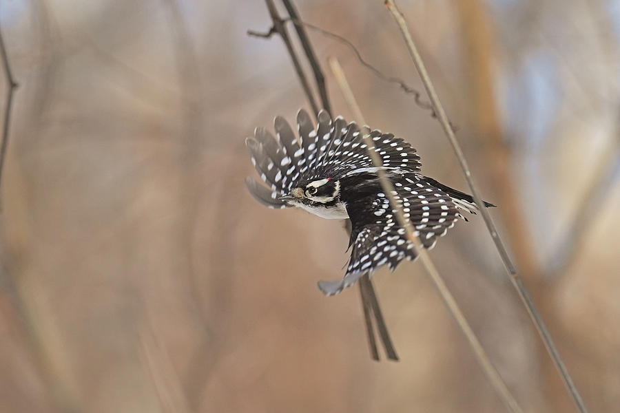 Downy Woodpecker in-flight Photograph by Asbed Iskedjian - Fine Art America