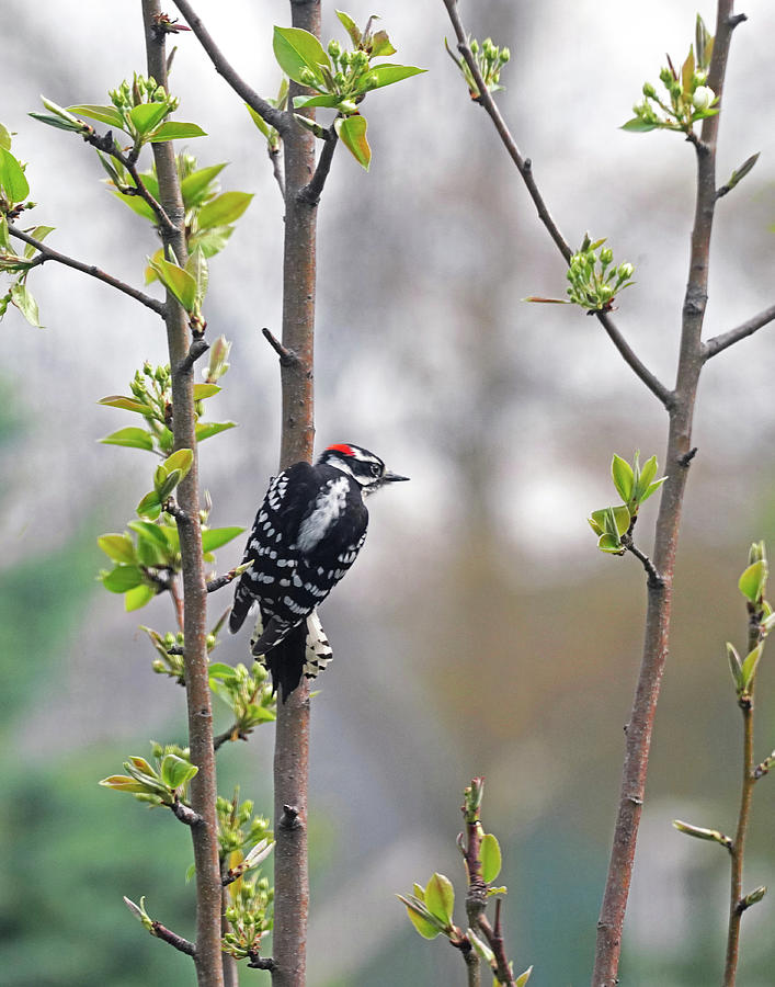 Downy Woodpecker in Pear Tree Photograph by Dennis Cox Photo Explorer