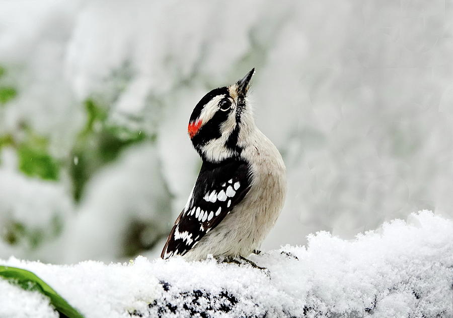 Downy Woodpecker in Winter Photograph by Lyuba Filatova - Pixels