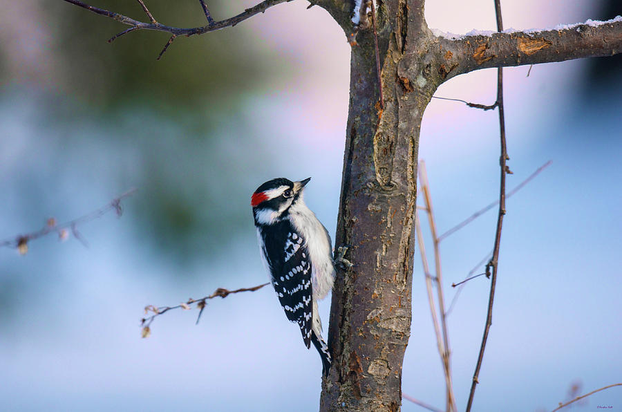 Downy Woodpecker Photograph by Kristin Hatt