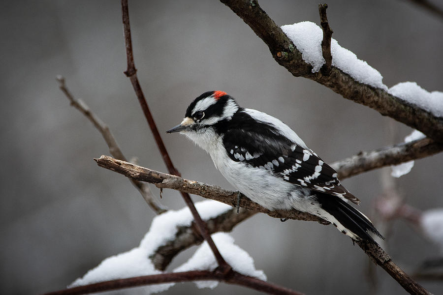 Downy Woodpecker Photograph by Linda Bonaccorsi