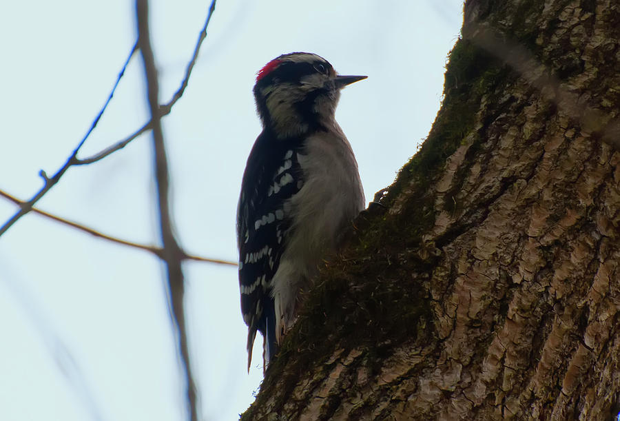 Woodpecker Photograph - Downy woodpecker listening by Flees Photos
