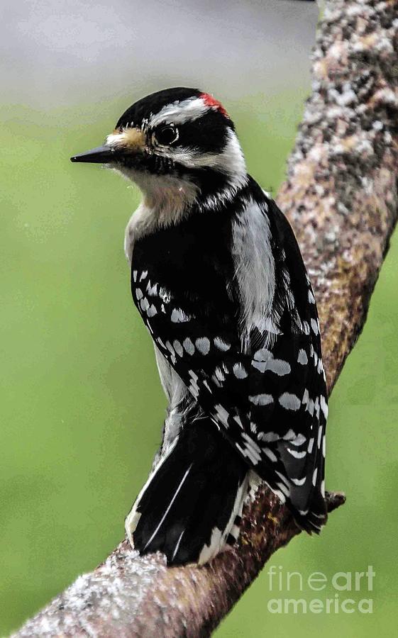 Downy Woodpecker Looking Back Photograph