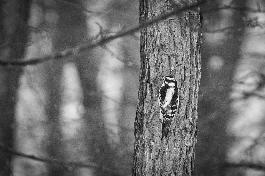 Downy Woodpecker Photograph by Lora J Wilson