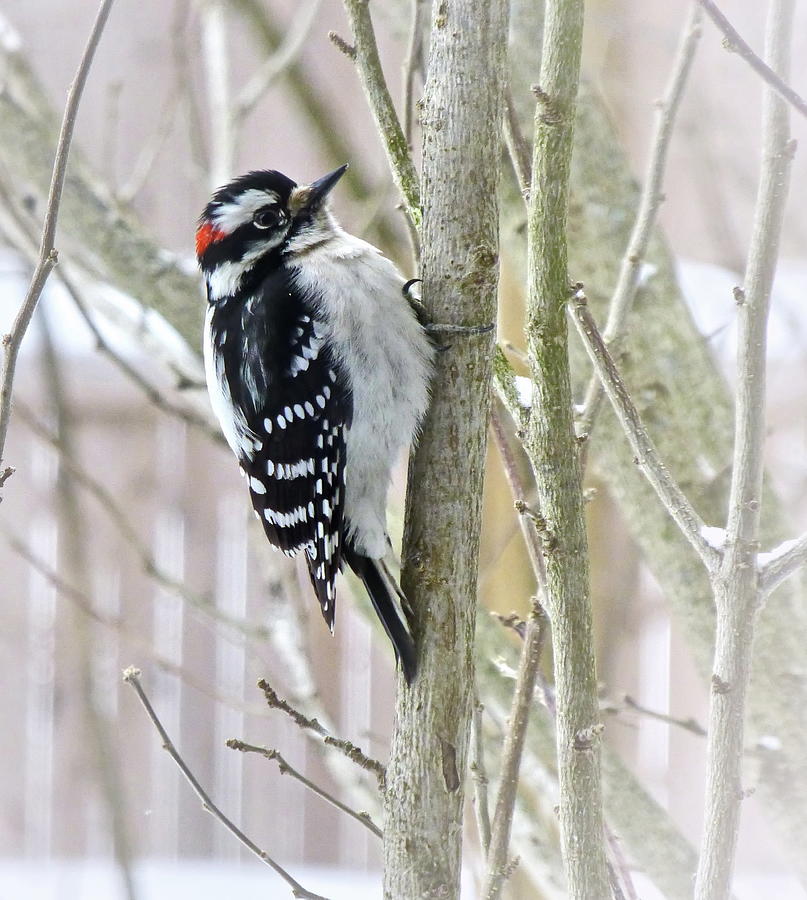 Downy Woodpecker Male Photograph by Lyuba Filatova