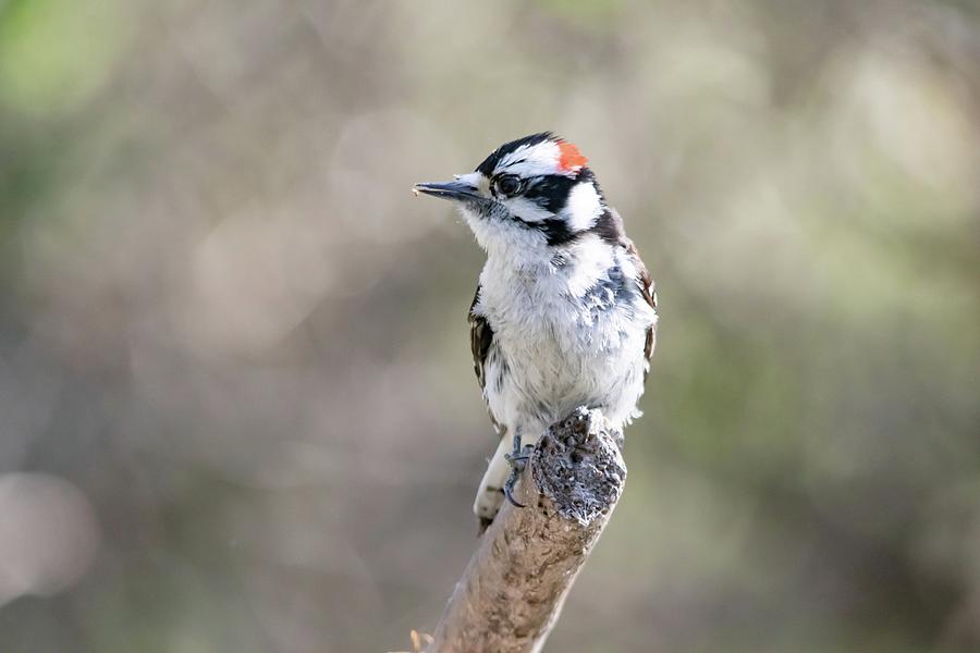 Downy Woodpecker Male Photograph