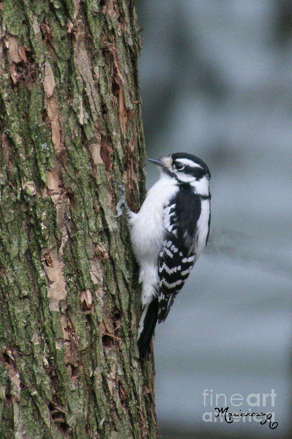 Downy Woodpecker Photograph by Mariarosa Rockefeller