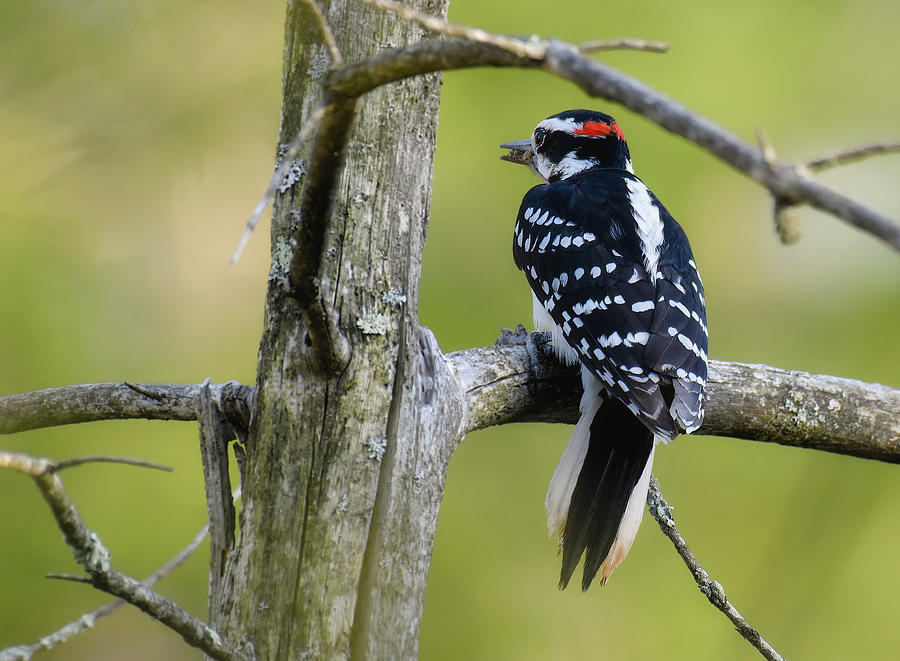 Downy Woodpecker Photograph by Michael Hubley