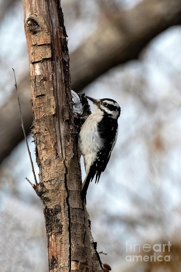 Woodpecker At Work Photograph