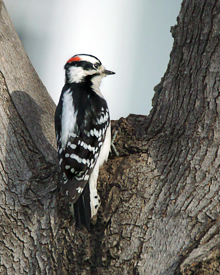 Downy Woodpecker Photograph by Nikolyn McDonald