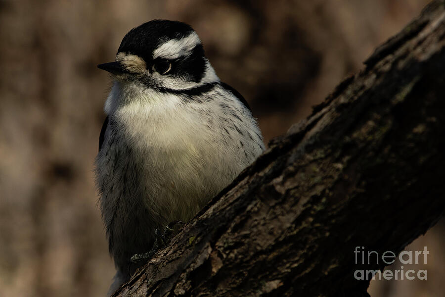 Downy woodpecker on a branch Photograph by JT Lewis