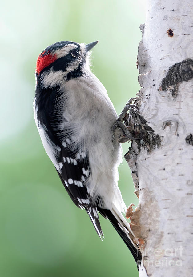 Downy Woodpecker on Birch Photograph by Shannon Carson