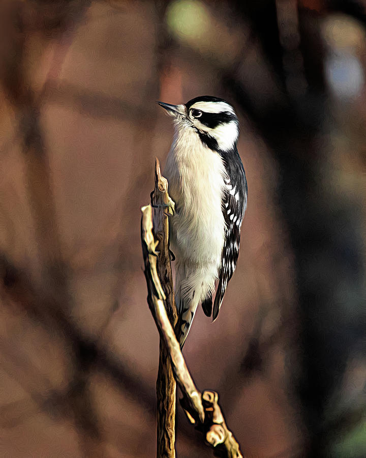 Downy Woodpecker On Branch Photograph