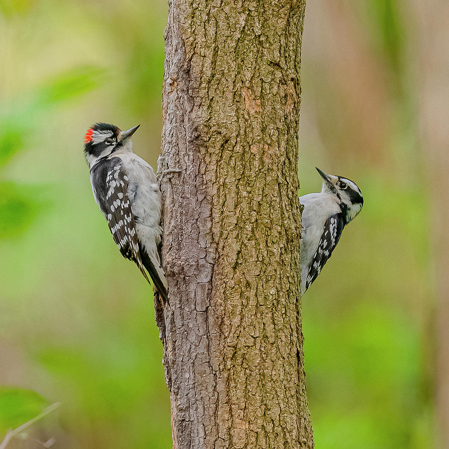 Downy Woodpecker Pair Photograph by Morris Finkelstein - Fine Art America