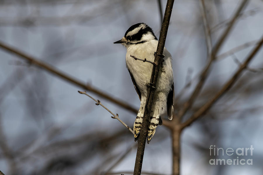Downy Woodpecker perched Photograph by JT Lewis