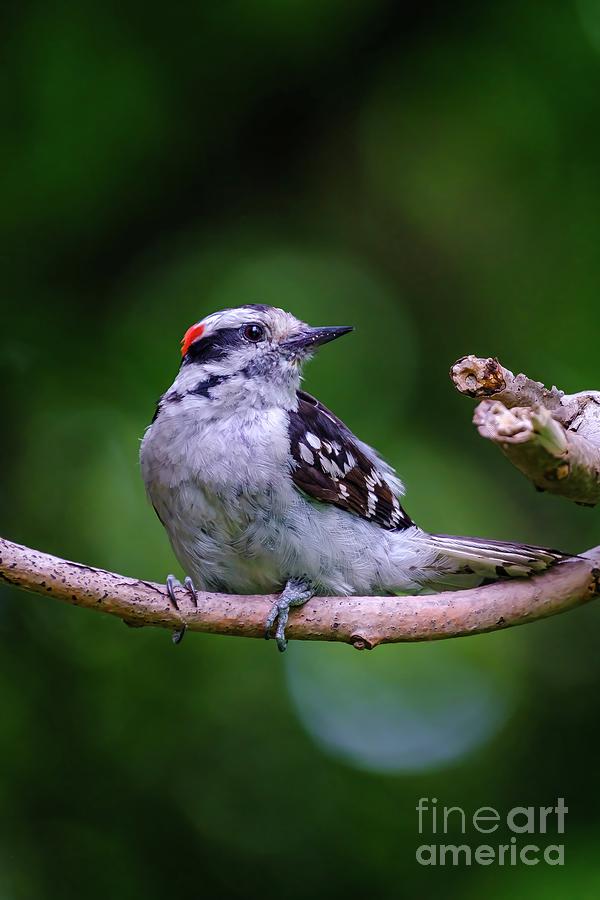 Downy Woodpecker Photograph Photograph by Stephen Geisel