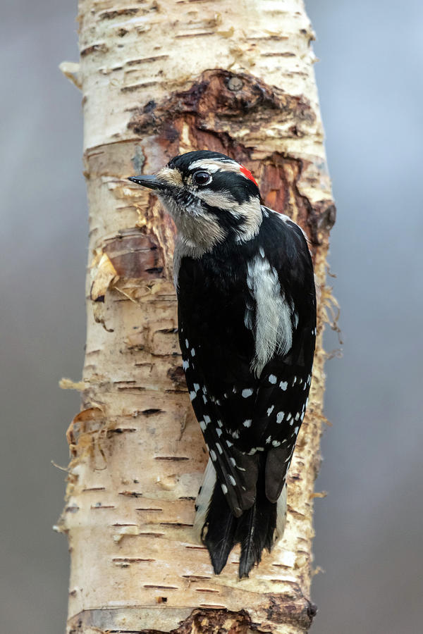 Downy Woodpecker Photograph by Pierre Leclerc Photography