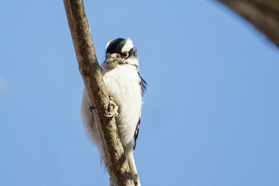 Downy Woodpecker Portrait Photograph by Joni Eskridge