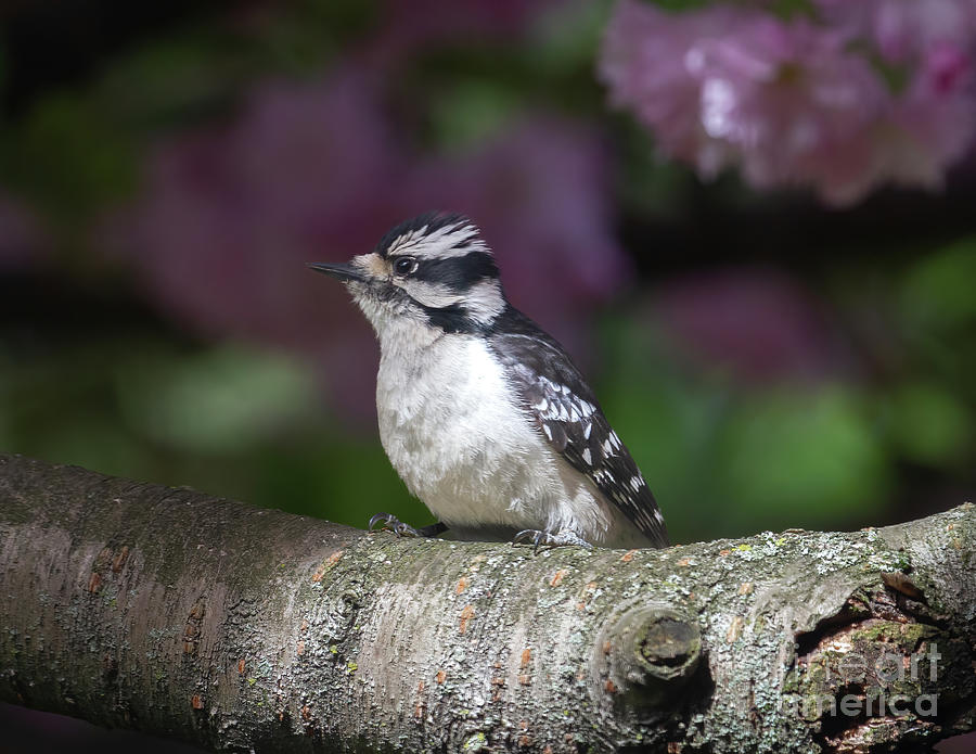  Downy Woodpecker Posing Photograph by Chris Scroggins