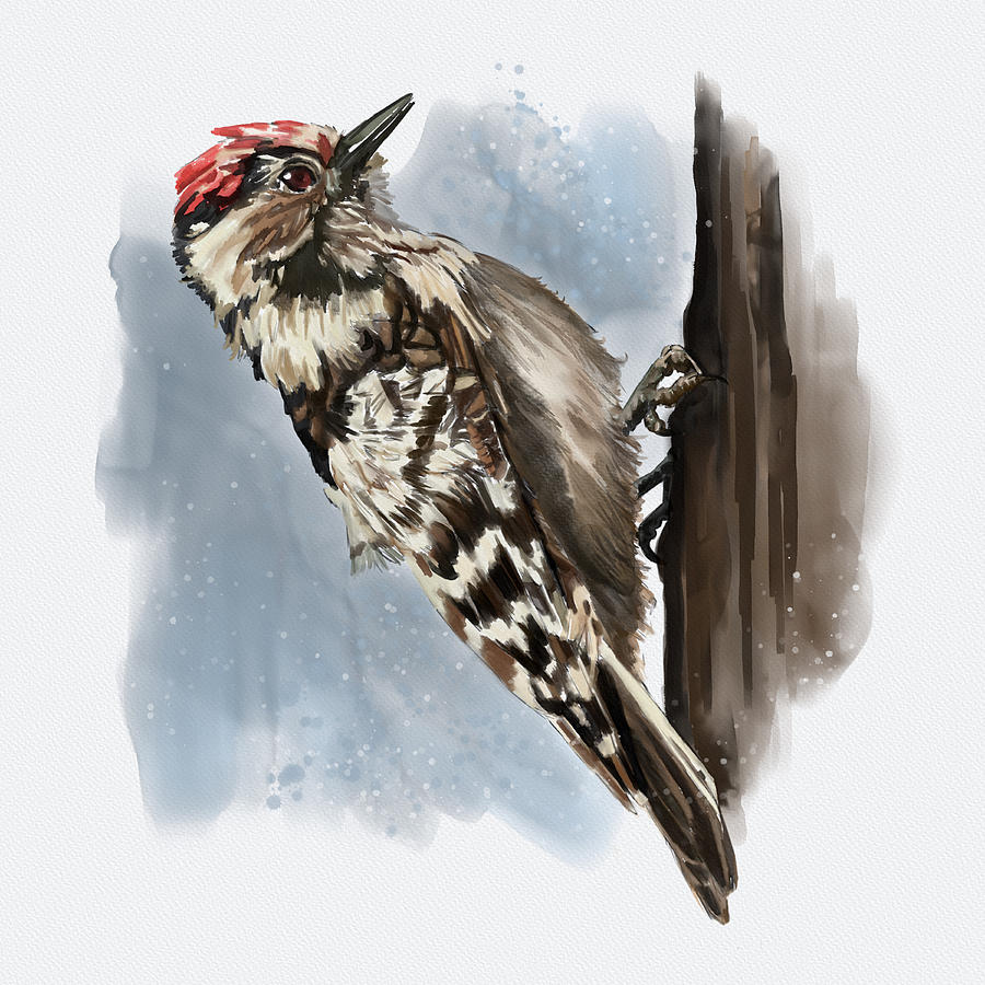 Downy Woodpecker Digital Art by Shawn Conn