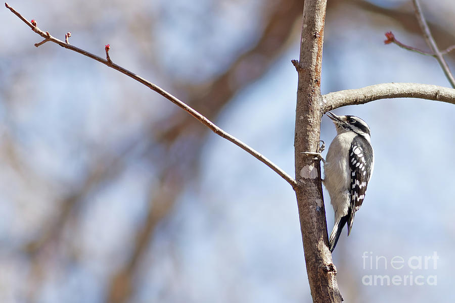 Downy Woodpecker Spring Photograph by Natural Focal Point Photography