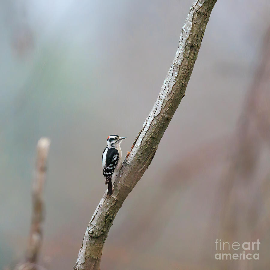 Downy Woodpecker - square Photograph by Scott Pellegrin