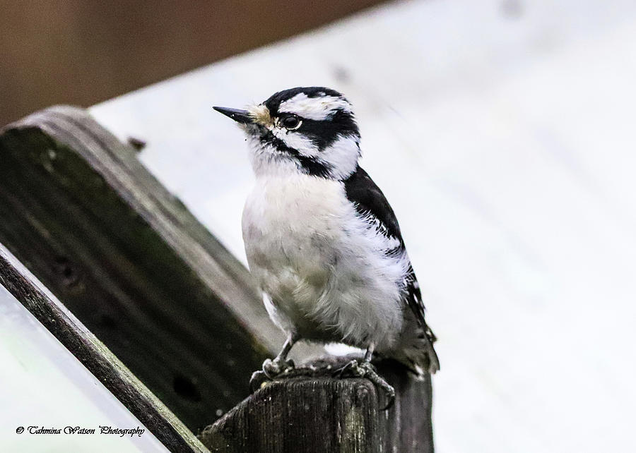 Downy Woodpecker Photograph by Tahmina Watson