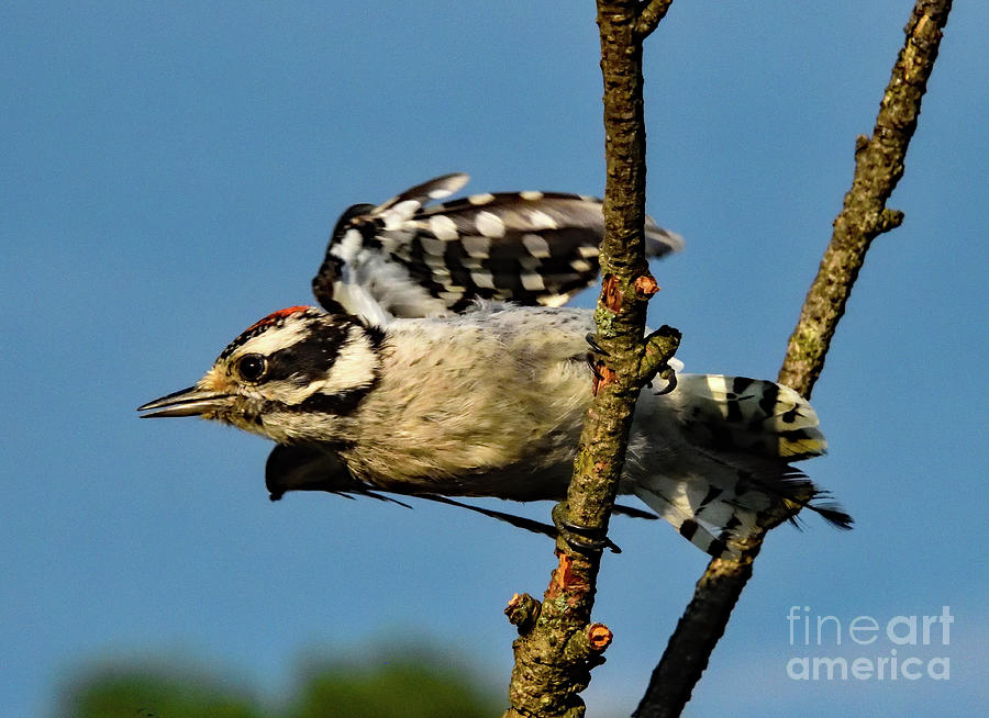 Downy Woodpecker Taking Flight Photograph