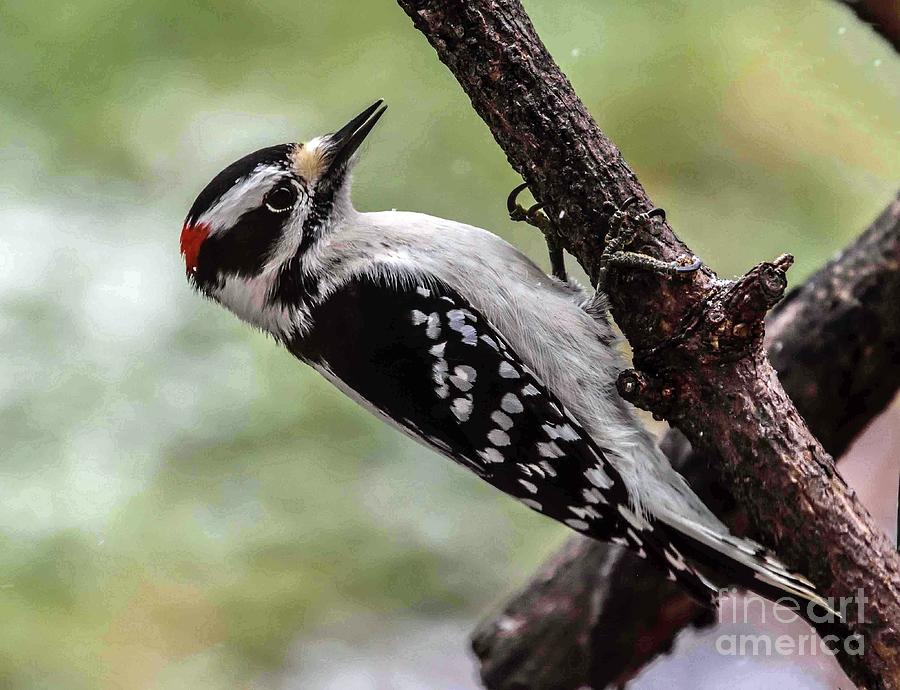Hairy Woodpecker Upside-down Photograph