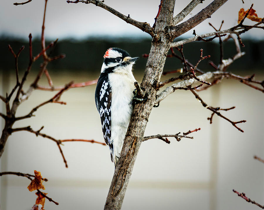 Downy Woodpecker With A Tight Grip Photograph