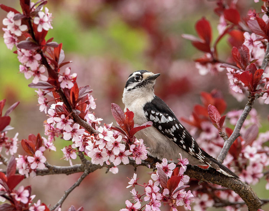 Downy Woodpecker With Blossoms Photograph by Lara Ellis