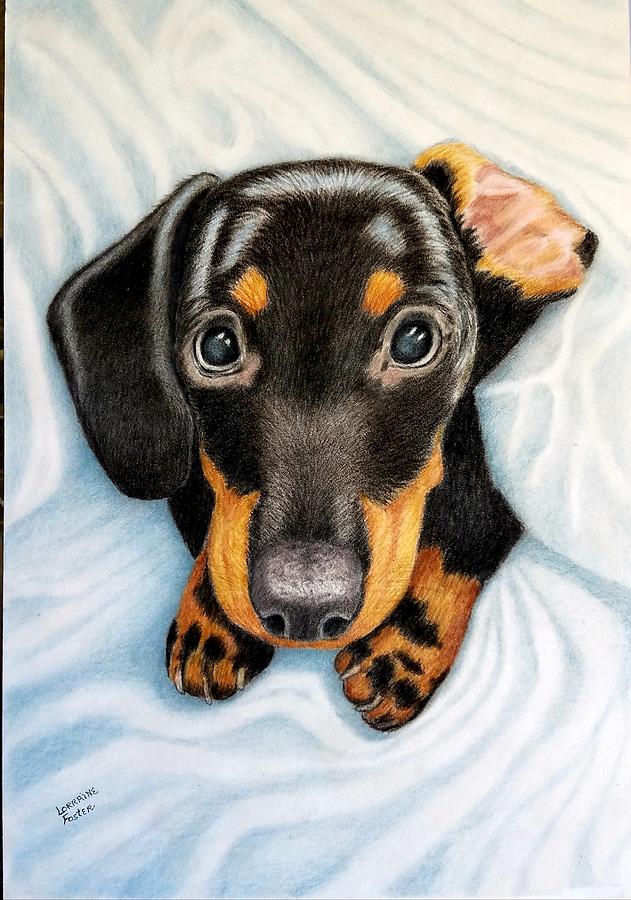 Doxy Dog Drawing by Lorraine Foster
