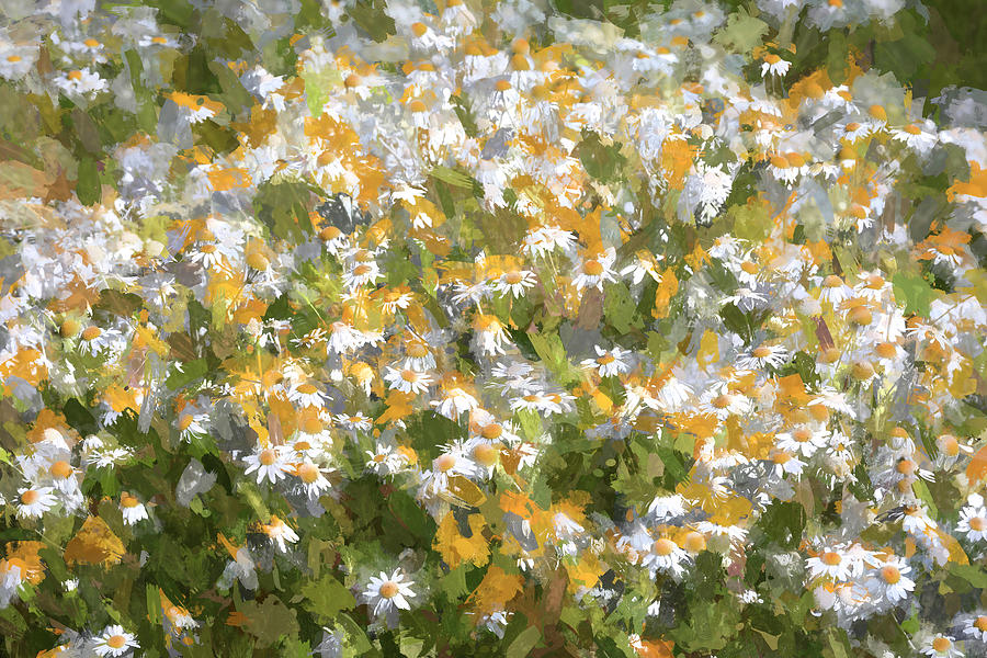 Dozens of Daisies Photograph by Donna Kennedy