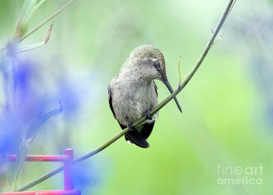 Dozing Hummingbird Photograph by Kristine Anderson
