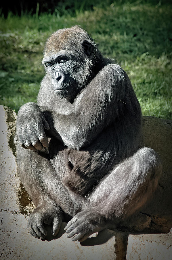 Dozing Off by PAUL COCO Dozing Off by PAUL COCO