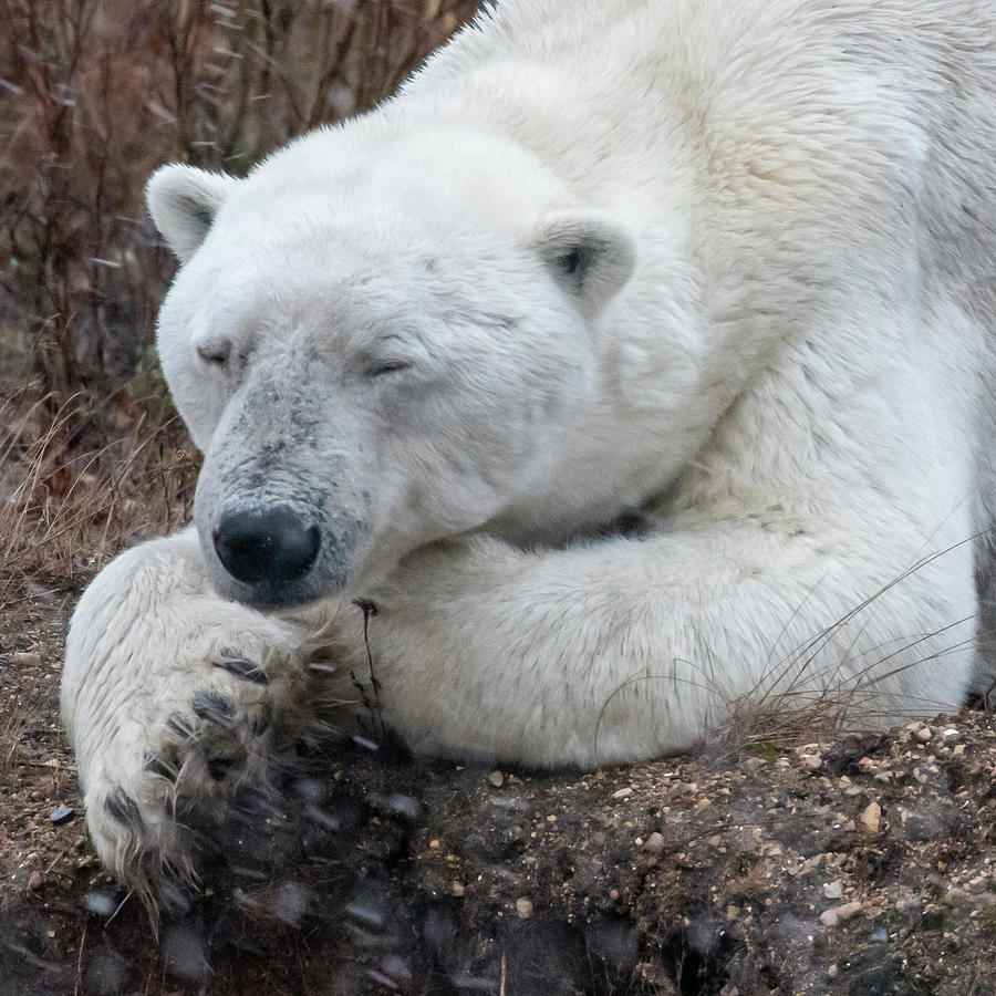 Dozing Polar Bear Photograph by Mark Hunter