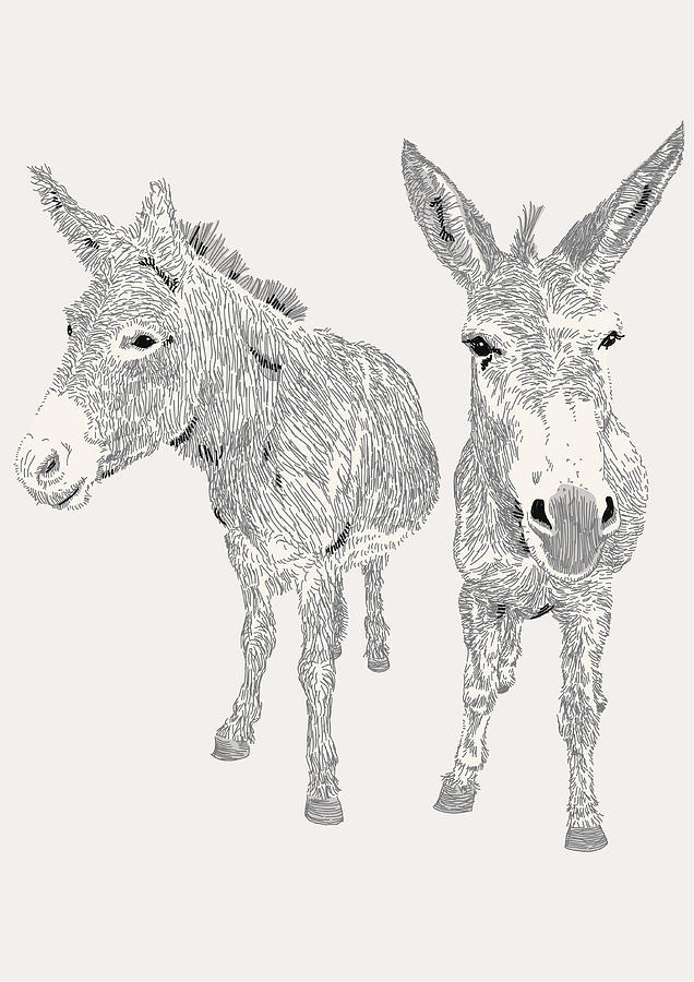 Dozy Donkeys Drawing by MattGrove