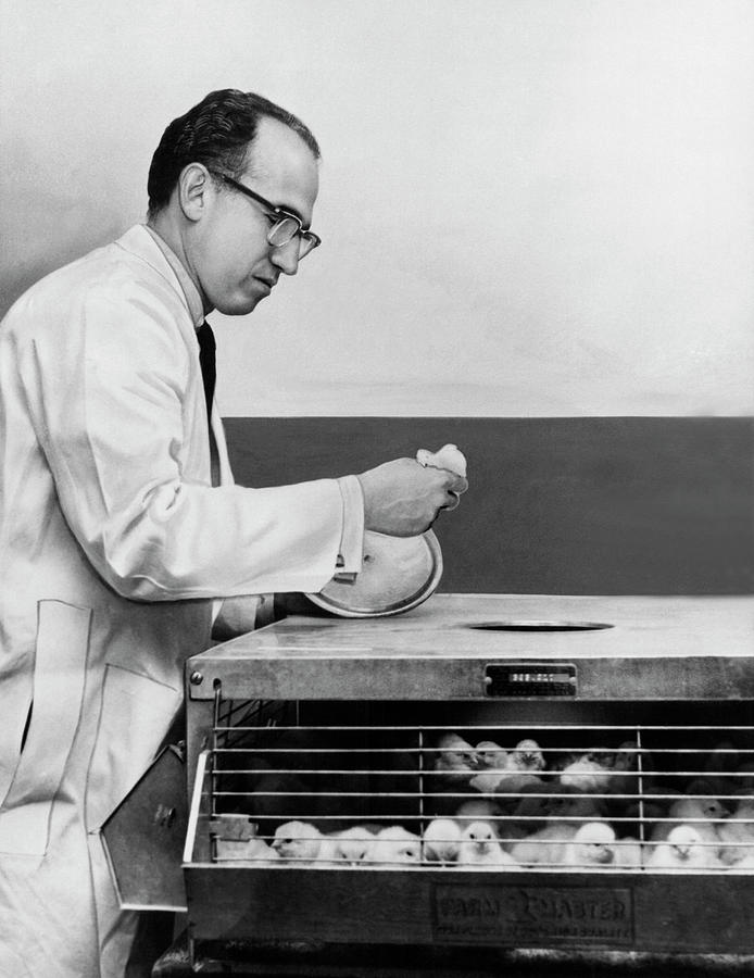 Dr. Jonas Salk At Work Photograph by Underwood Archives