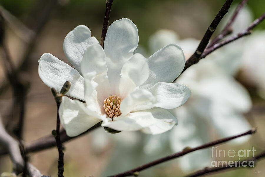 Dr Merrill Loebner Magnolia Flower Photograph by Jennifer White