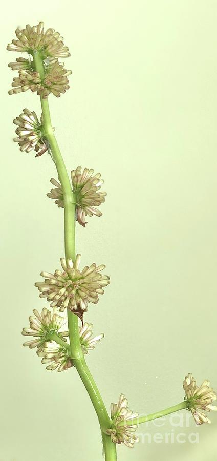 Dracaena Fragrans Bloom Photograph by M West