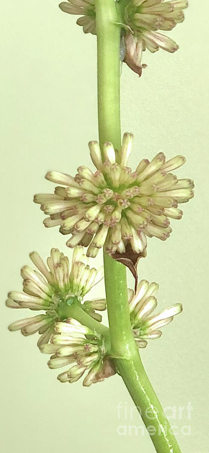 Dracaena Fragrans Flower Photograph by M West